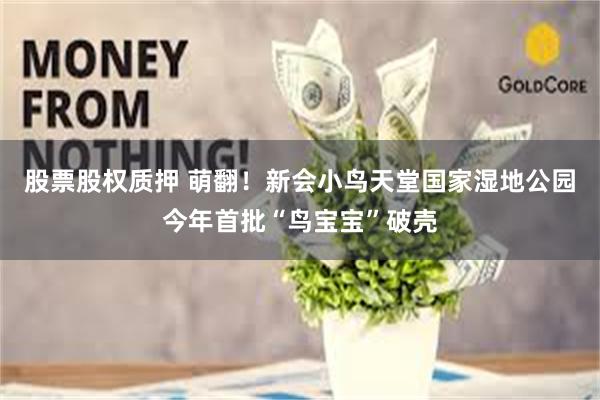 股票股权质押 萌翻！新会小鸟天堂国家湿地公园今年首批“鸟宝宝”破壳
